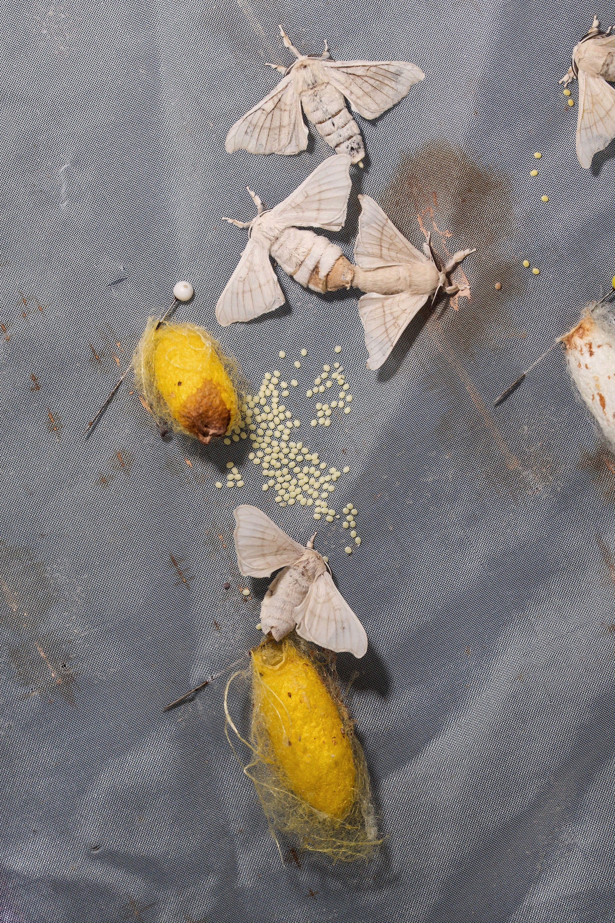 Luxury Gifting in 2025: How Sustainability & Storytelling Elevate Silk Beyond the Pretty